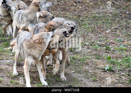 Rudel Wölfe, Canis lupus Stockfoto