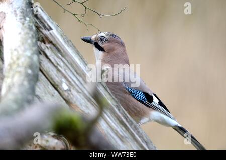 Eurasischen Jay auf Baumstumpf, Garrulus glandarius Stockfoto