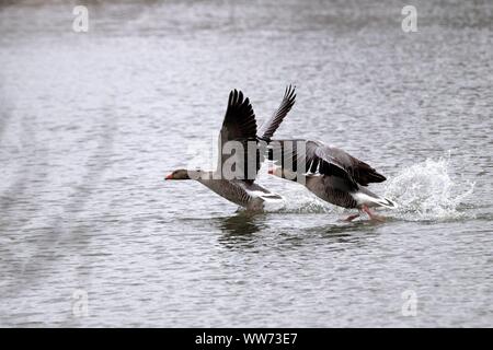 Graugänse über Wasser fliegen, Anser anser Stockfoto