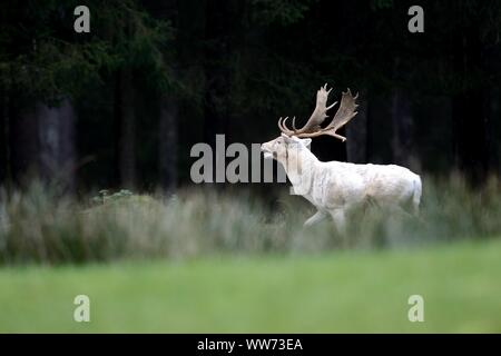 Weiße Damhirsche, Dama Dama, Buck, Waldlichtung Stockfoto