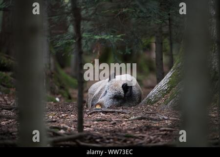 Wildschwein schlafen im Wald, Sus scrofa scrofa Stockfoto