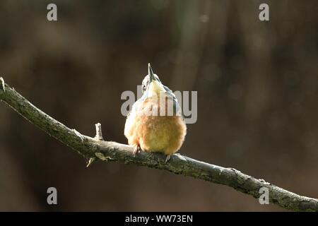 Junge Eisvögel sitzen auf Zweig, Alcedo atthis Stockfoto