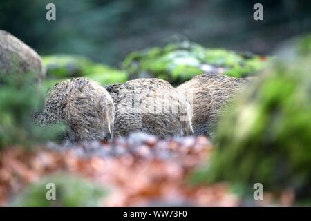 Wildschwein, Sus scrofa Scrofa, Wald Stockfoto