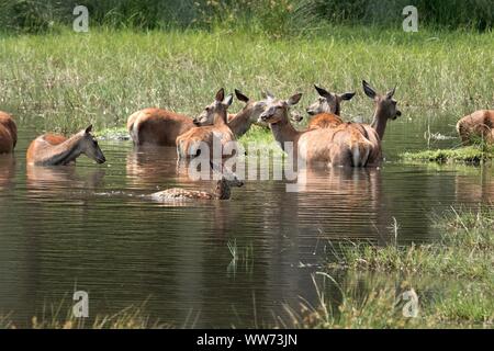 Gruppe von Rotwild in Wasser, Cervus elaphus Stockfoto