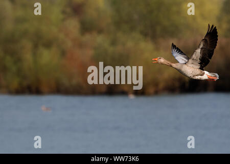 Graugänse Fliegen über Wasser, Anser anser Stockfoto