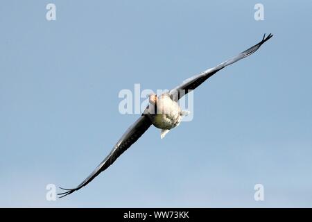 Graugans, Fliegen, Orthetrum Cancellatum Stockfoto