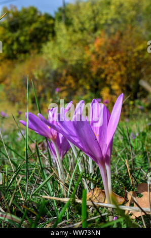 Colhicum Autumnale Blume auf der Alm, im Herbst und völlig ohne Blätter, giftig, aber Heilung, falsche crocus Stockfoto