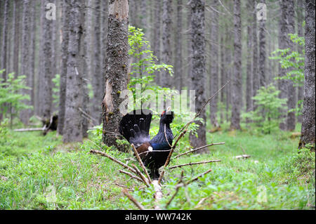 Auerhahn im Wald die Balz, Tetrao urogallus Stockfoto