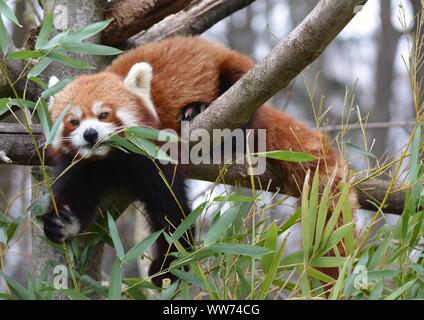 Ein Roter Panda auf einem Baum frisst Blätter des Bambus Stockfoto