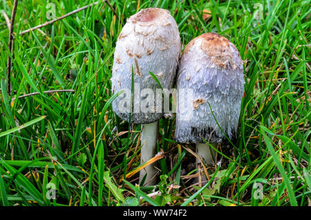 Paar Shaggy Ink Coprinus comatus Cap oder Pilze, leckere essbare Pilze, wachsende im Gras Stockfoto