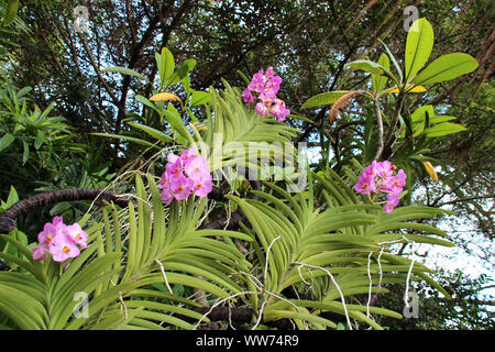 Blühende Orchideen im Botanischen Garten in Singapur Singapur Stockfoto