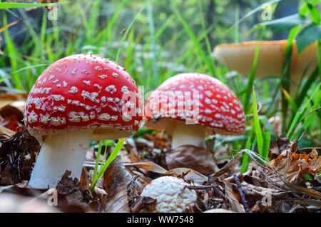 Drei junge, schöne, aber giftige Pilze Fly Agaric (Amanita Muscaria), in einer Reihe im natürlichen Lebensraum wächst Stockfoto