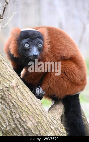 Ein roter Vari auf einem Baum steuert die Umgebung Stockfoto