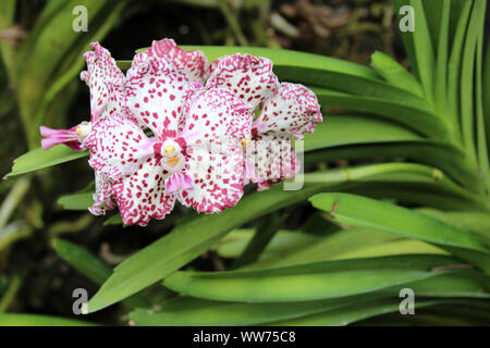 Blühende Orchideen im Botanischen Garten in Singapur Singapur Stockfoto