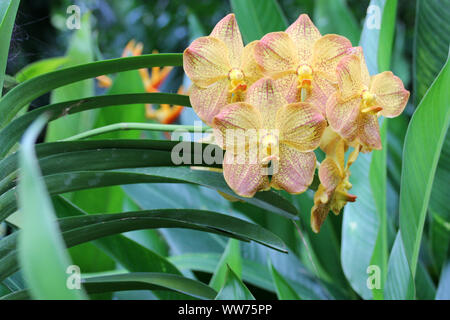 Blühende Orchideen im Botanischen Garten in Singapur Singapur Stockfoto