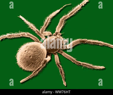 Rasterelektronenmikroskopische Aufnahme eines Spider (12-fache Vergrößerung, Computer erweitert) Stockfoto