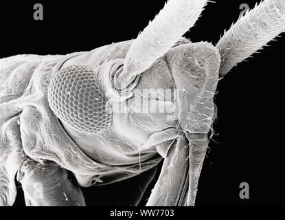 Rasterelektronenmikroskop-aufnahme der Kopf einer Pflanze Bug (96-fache Vergrößerung) Stockfoto