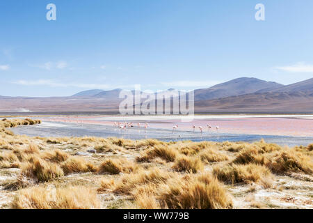 Bolivien, Eduardo Abaroa Fauna der Anden National Reserve, Laguna Colorada Stockfoto