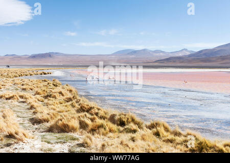 Bolivien, Eduardo Abaroa Fauna der Anden National Reserve, Laguna Colorada Stockfoto