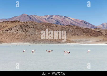 Bolivien, Eduardo Abaroa Fauna der Anden National Reserve, See, Flamingos Stockfoto