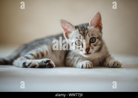 Ein Monat alt und niedliche silber tabby eines Amerikanischen Kurzhaar Kätzchen suchen nach etwas fadenscheinig mit ein wenig Sonnenschein Stockfoto