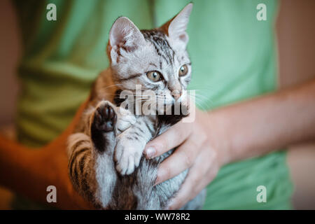 Nahaufnahme von cute kitten in den Händen des Menschen. Mann hält eine Katze eng mit der Kamera. Indoor. Adorable Kitty Stockfoto