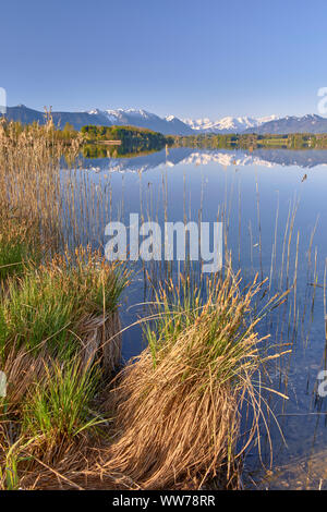 Schilfgürtel am See Riegsee, Wetterstein Gebirge im Hintergrund, in der Nähe von Murnau, Oberbayern, Bayern, Deutschland Stockfoto