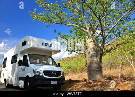 Touristische Touren rund um Northern Territory im Nitmiluk National Park bewundern ein Baobab Baum neben der Katherine Gorge, Northern Territory, Top End, Australien Stockfoto