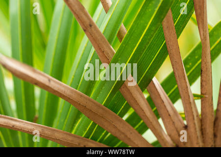 Grüne und braune Palmettowedel bilden sich überlappende Muster auf Honeymoon Island, Florida. Stockfoto