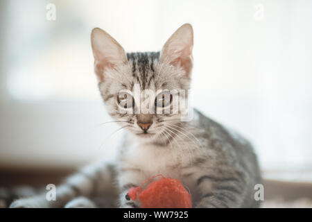Die Katze liegend auf Haus mit schönen Hintergrund Farbe, graue Katze spielt mit einem Spielzeug Stockfoto