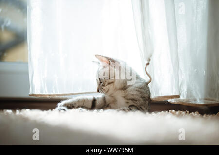 Die Katze liegend auf Haus mit schönen Hintergrund Farbe, graue Katze spielt mit einem Spielzeug Stockfoto