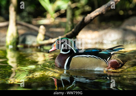 Wood Duck (Aix sponsa) Schwimmen im Florida Aquarium in Tampa, Florida, USA. Stockfoto