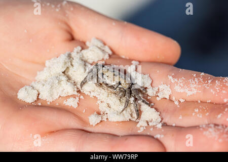 Kleine atlantische Geisterkrabbe (Ocypode quadrata), die auf der Hand eines Kindes im Honeymoon Island State Park, Florida, liegt. Stockfoto