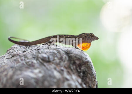 Männchen kubanischer brauner Anole (Anolis sagrei), die ihre Taublap verlängert, um einen Partner bei A.L. anzuziehen Anderson Park, Tarpon Springs, Florida, USA. Stockfoto