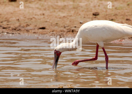 Nach afrikanischer Löffler Fütterung im See Nzerekera, bewegte seine unverwechselbare Rechnung durch die Wasser Beute zu fangen. Stockfoto
