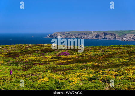 Frankreich, Bretagne, FinistÃ¨re Abteilung, Plogoff, Baie des passÃ© TrÃ©s, blühende Heide, Pointe du Van im Hintergrund Stockfoto