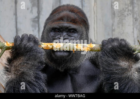 Westlicher Flachlandgorilla, Silverback, Captive, Stockfoto