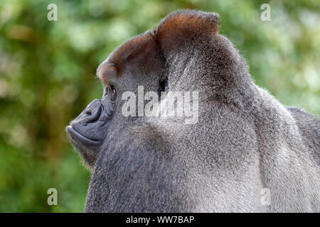 Westlicher Flachlandgorilla, Silverback, Captive, Stockfoto