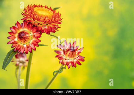 Strohblumen Helichrysum Moreska, Nahaufnahme Stockfoto