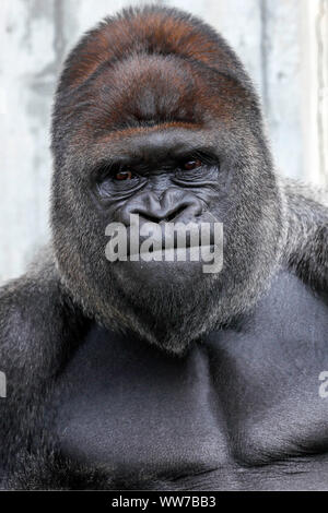 Westlicher Flachlandgorilla, Silverback, Captive, Stockfoto