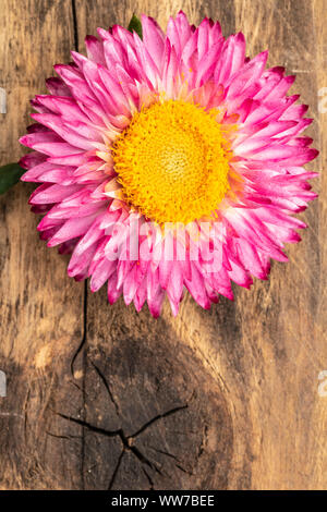 Strohblumen Helichrysum Moreska, close-up auf hölzernen Hintergrund Stockfoto