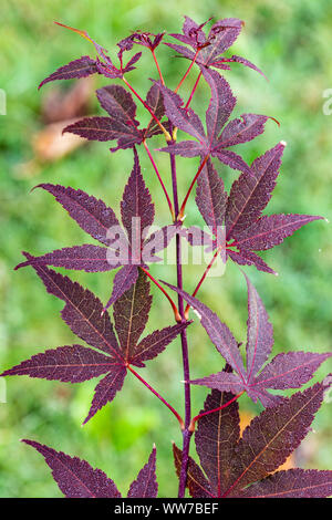 Ventilator Ahorn, Acer palmatum, Rot, Blätter, Nahaufnahme Stockfoto