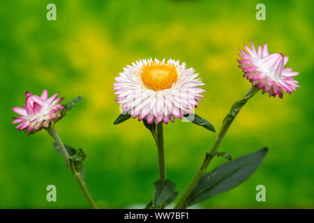 Strohblumen Helichrysum Moreska, Nahaufnahme Stockfoto