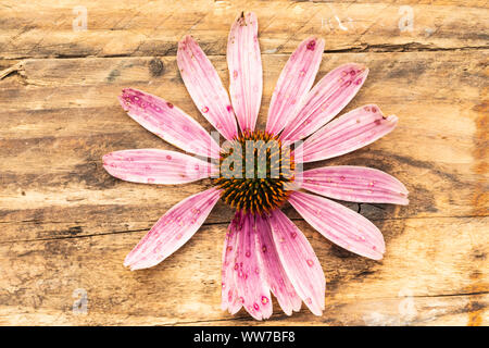 Sonnenhut, Echinacea purpurea, verdorrte auf einer hölzernen Oberfläche Stockfoto