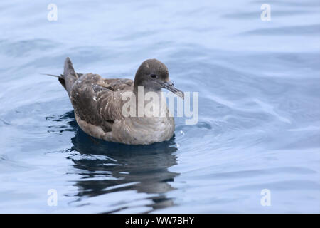 Ein Short-tailed Shearwater, Puffinus tenuirostris, am Meer Stockfoto