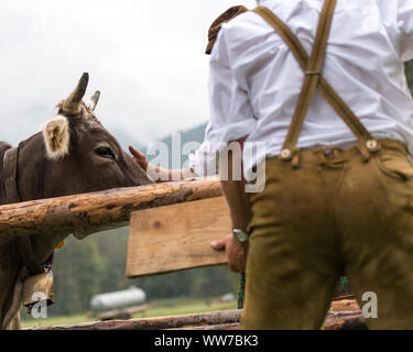 Viehscheid' nach dem Almabtrieb (zeremonielle Fahren hinunter von Rindern von der Alm ins Tal im Herbst) im Spätsommer in Bayern, Kuh Besitzer übergeben. Stockfoto