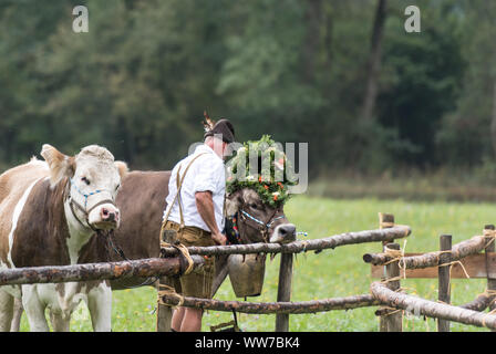 Viehscheid' nach dem Almabtrieb (zeremonielle Fahren hinunter von Rindern von der Alm ins Tal im Herbst) im Spätsommer in Bayern, Kuh, Kopfschmuck, Landwirt in Lederhosen Stockfoto