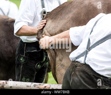 Viehscheid' nach dem Almabtrieb (zeremonielle Fahren hinunter von Rindern von der Alm ins Tal im Herbst) im Spätsommer in Bayern, Landwirte in Lederhosen Antrieb die Kühe weiter Stockfoto