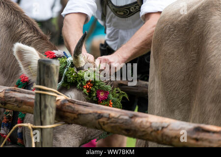 Viehscheid' nach dem Almabtrieb (zeremonielle Fahren hinunter von Rindern von der Alm ins Tal im Herbst) im Spätsommer in Bayern, Landwirte in Lederhosen der Kopfschmuck entfernen Stockfoto