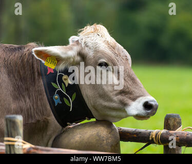 Viehscheid' nach dem Almabtrieb (zeremonielle Fahren hinunter von Rindern von der Alm ins Tal im Herbst) im Spätsommer in Bayern, Kuh mit Glocke aus Messing Stockfoto